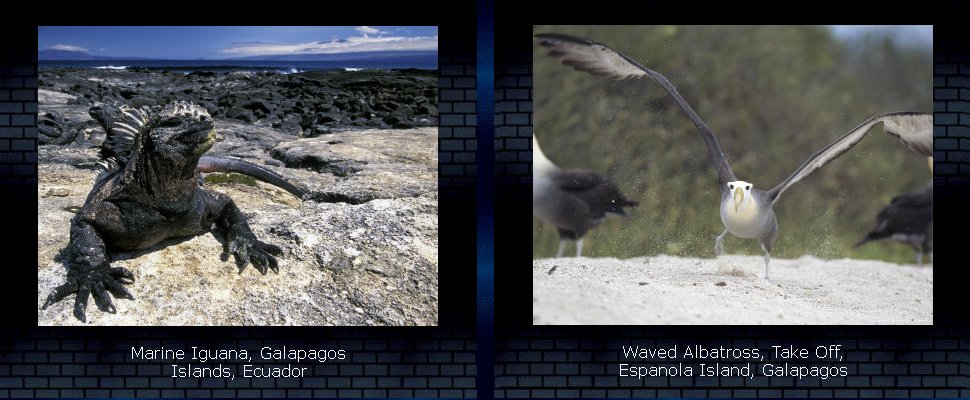 Galapagos Marine Iguana and Albatross