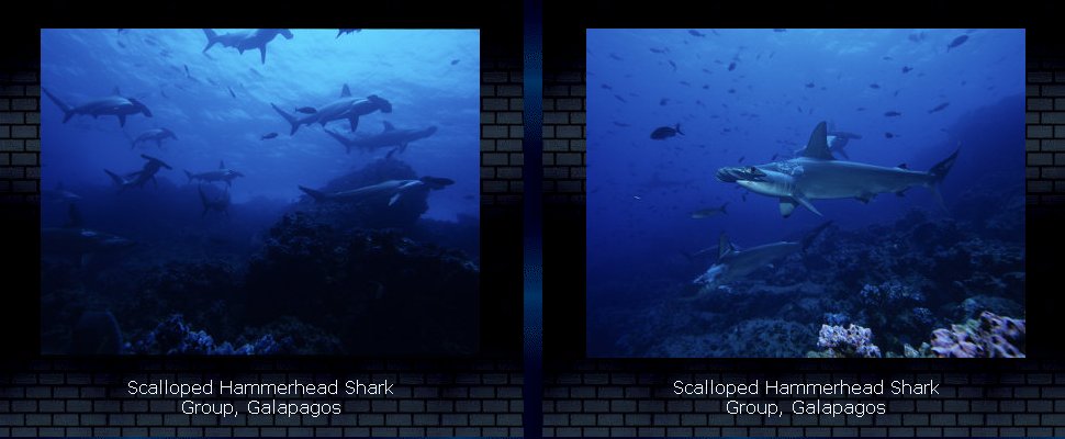 Scalloped Hammerhead Shark Group, Galapagos