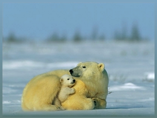 Bear Photo - Mother and Cub